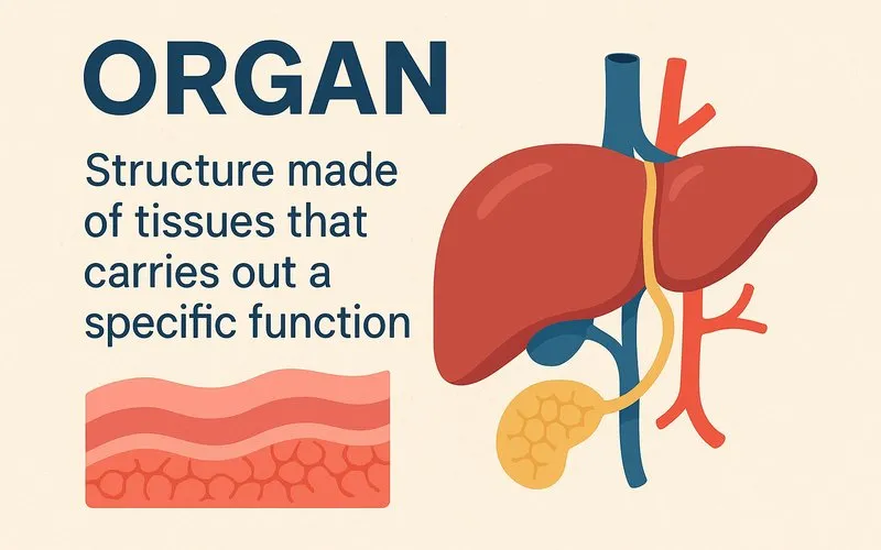 Organ: Structure made of tissues that carries out a specific function