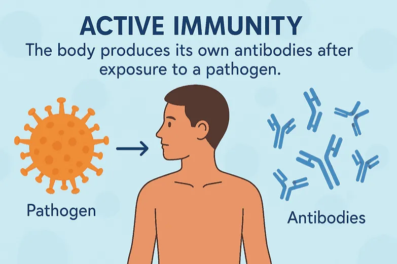Active immunity: The body produces its own antibodies after exposure to a pathogen