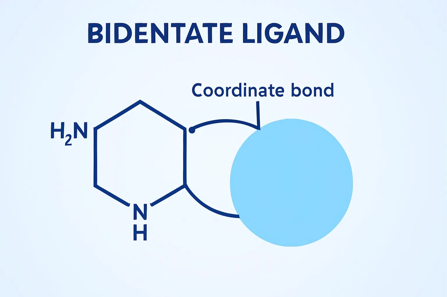A bidentate ligand binds a metal ion using two donor atoms simultaneously