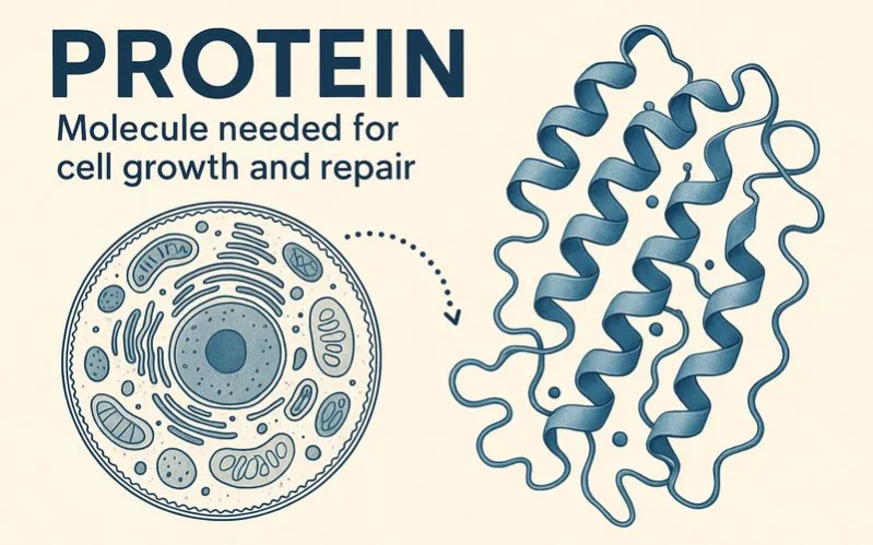 Protein: Molecule needed for cell growth and repair