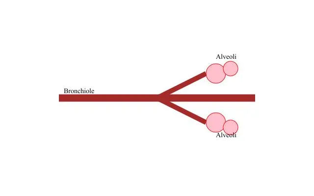 Bronchiole: Small branching air tube carrying air inside the lungs