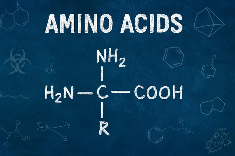 Amino acids are organic molecules containing both amine and carboxyl groups