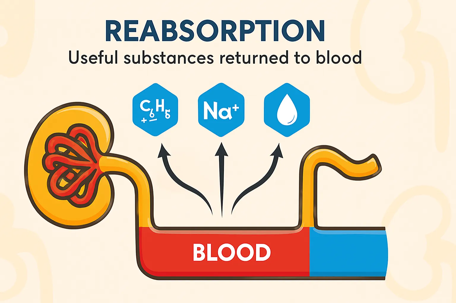 Reabsorption: Useful substances returned to blood