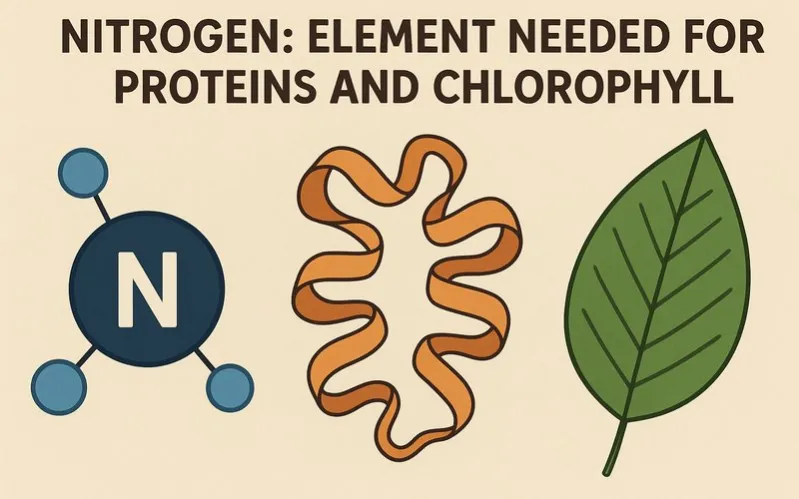 Nitrogen: Element needed for proteins and chlorophyll