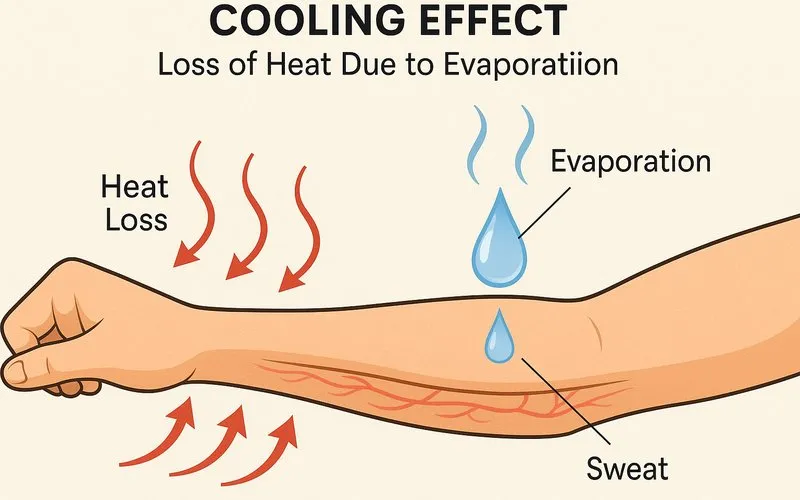 Cooling effect: Loss of heat due to evaporation