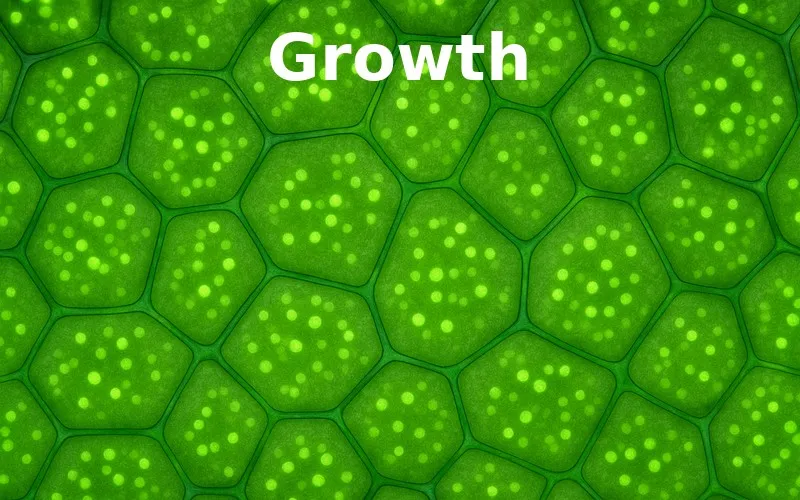 Growth: Increase in size and number of cells in an organism