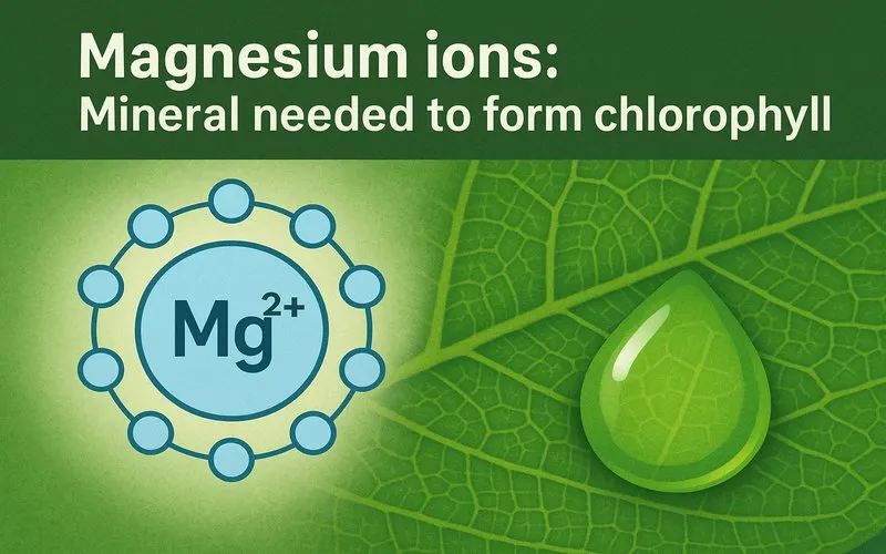Magnesium ions: Mineral needed to form chlorophyll