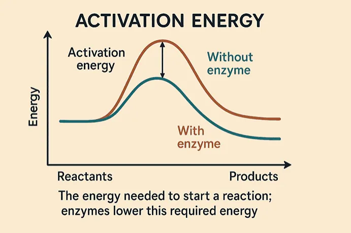 Activation energy: The energy needed to start a reaction; enzymes lower this required energy