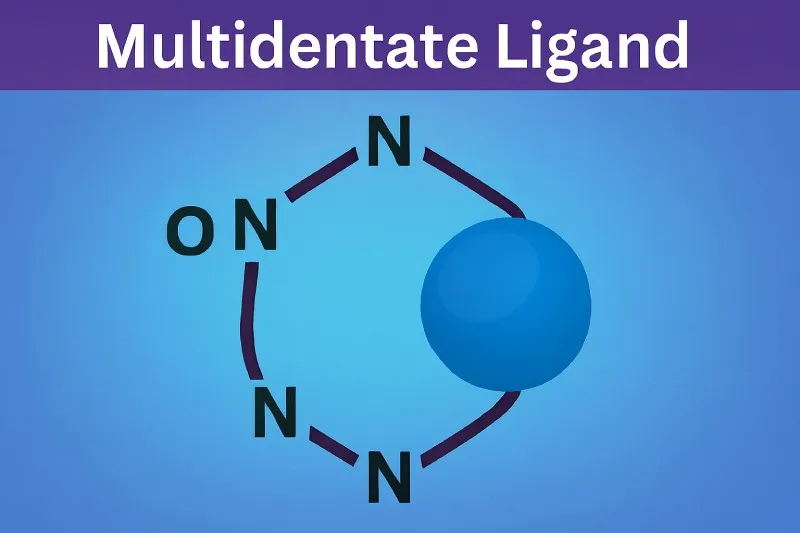Multidentate ligands form stable, chelating complexes by binding metals through multiple donor sites