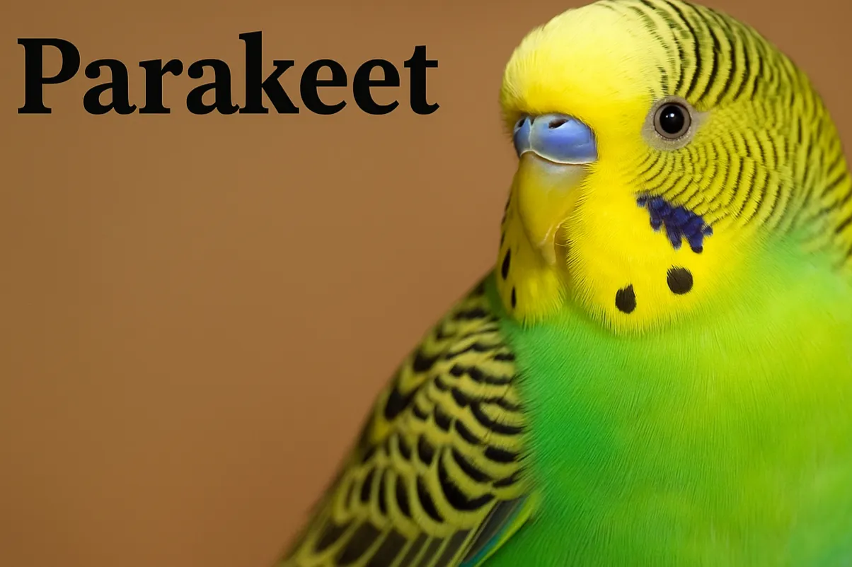 Parakeet: A type of small bird used as an example of a living organism