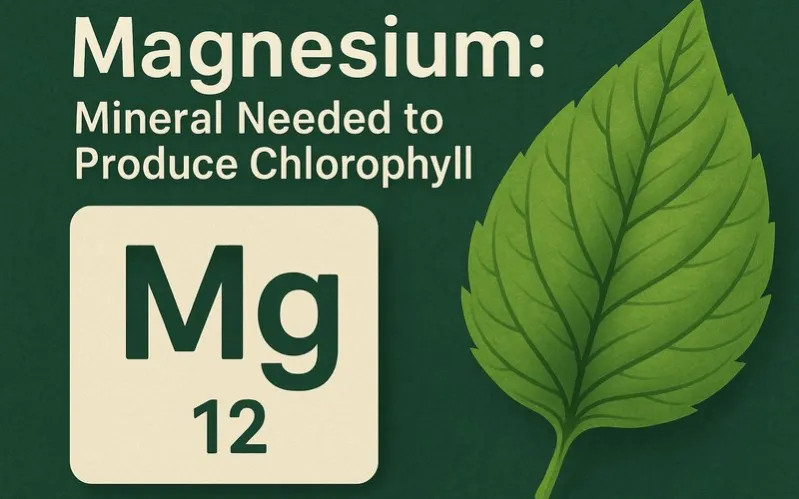 Magnesium: Mineral needed to produce chlorophyll